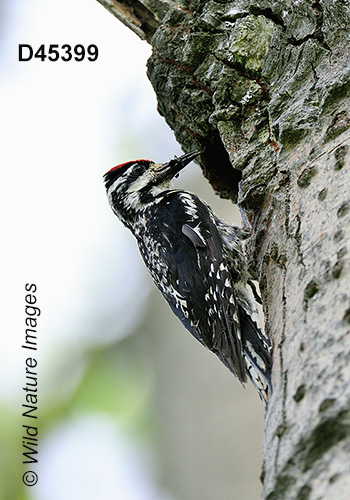 Yellow-bellied Sapsucker (Sphyrapicus varius)